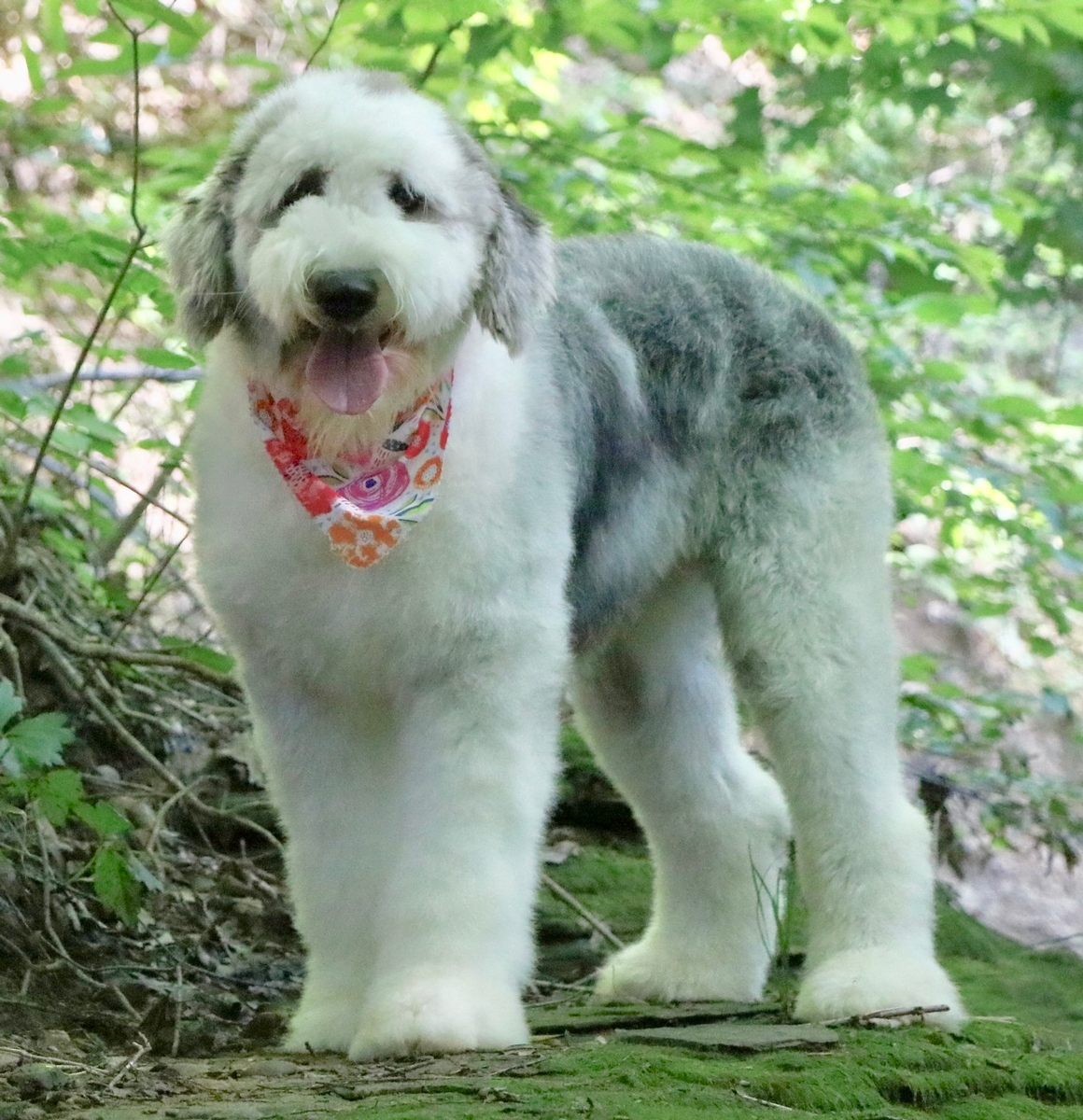 Ainsley Sheepadoodle Breeder in Missouri
